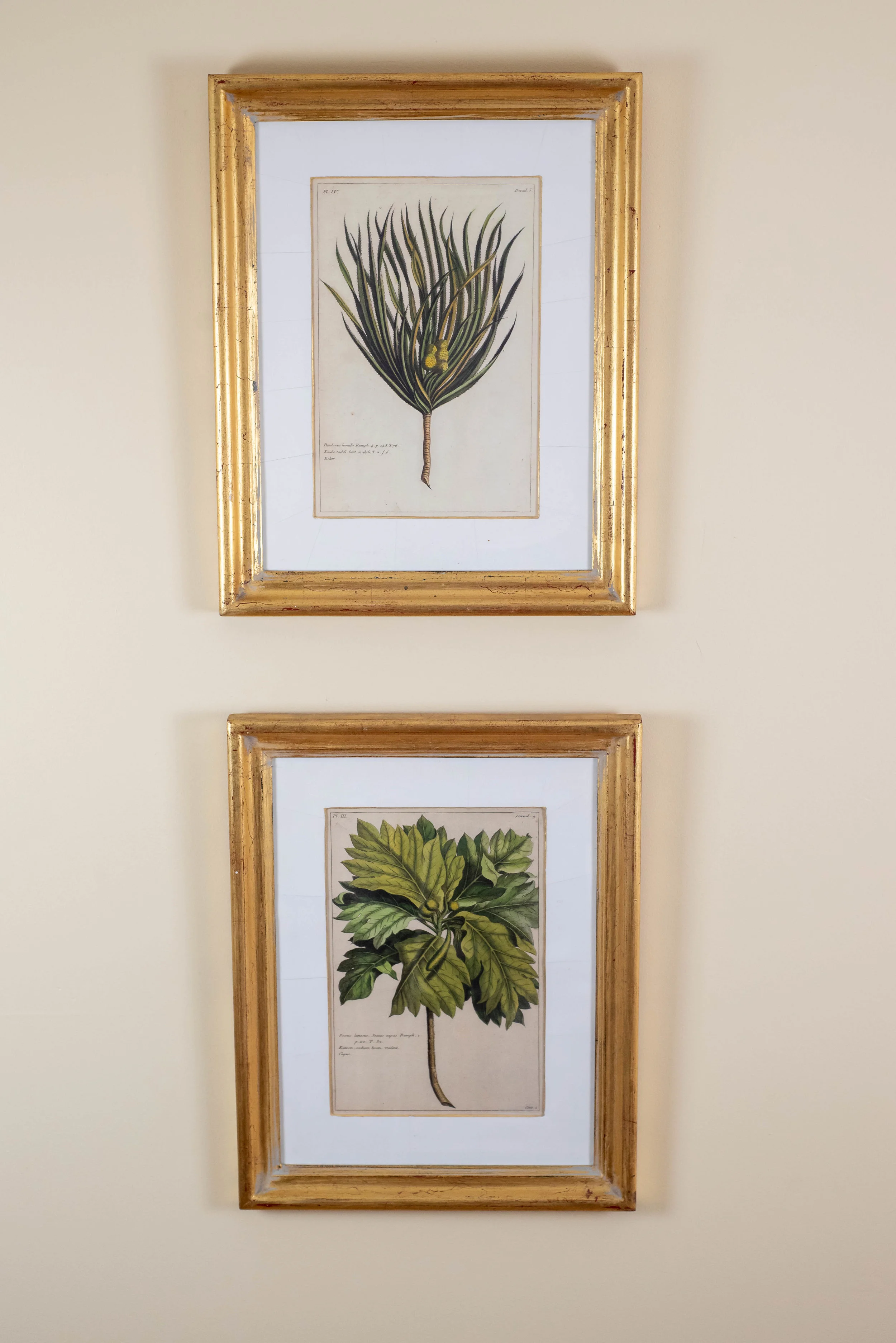 Pair of nicely framed botanical prints, 19th c. English