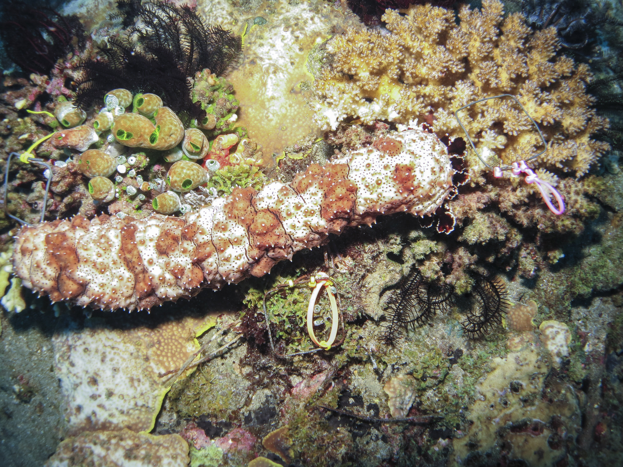 Sea Cucumbers like this one can help corals stay healthy