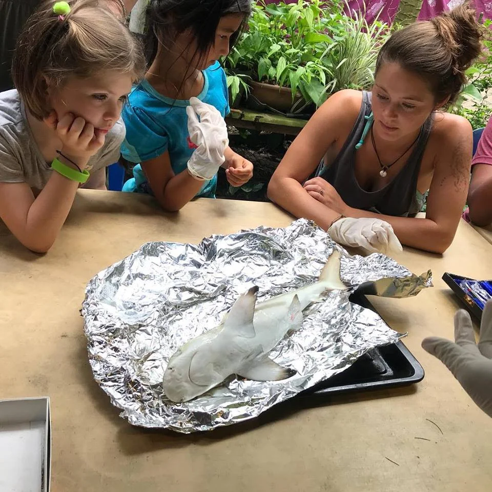 Gen assisting a Blacktip Reef Shark, Carcharhinus limbatus , dissection at Bubbles Dive Resort, Malaysia, 2018