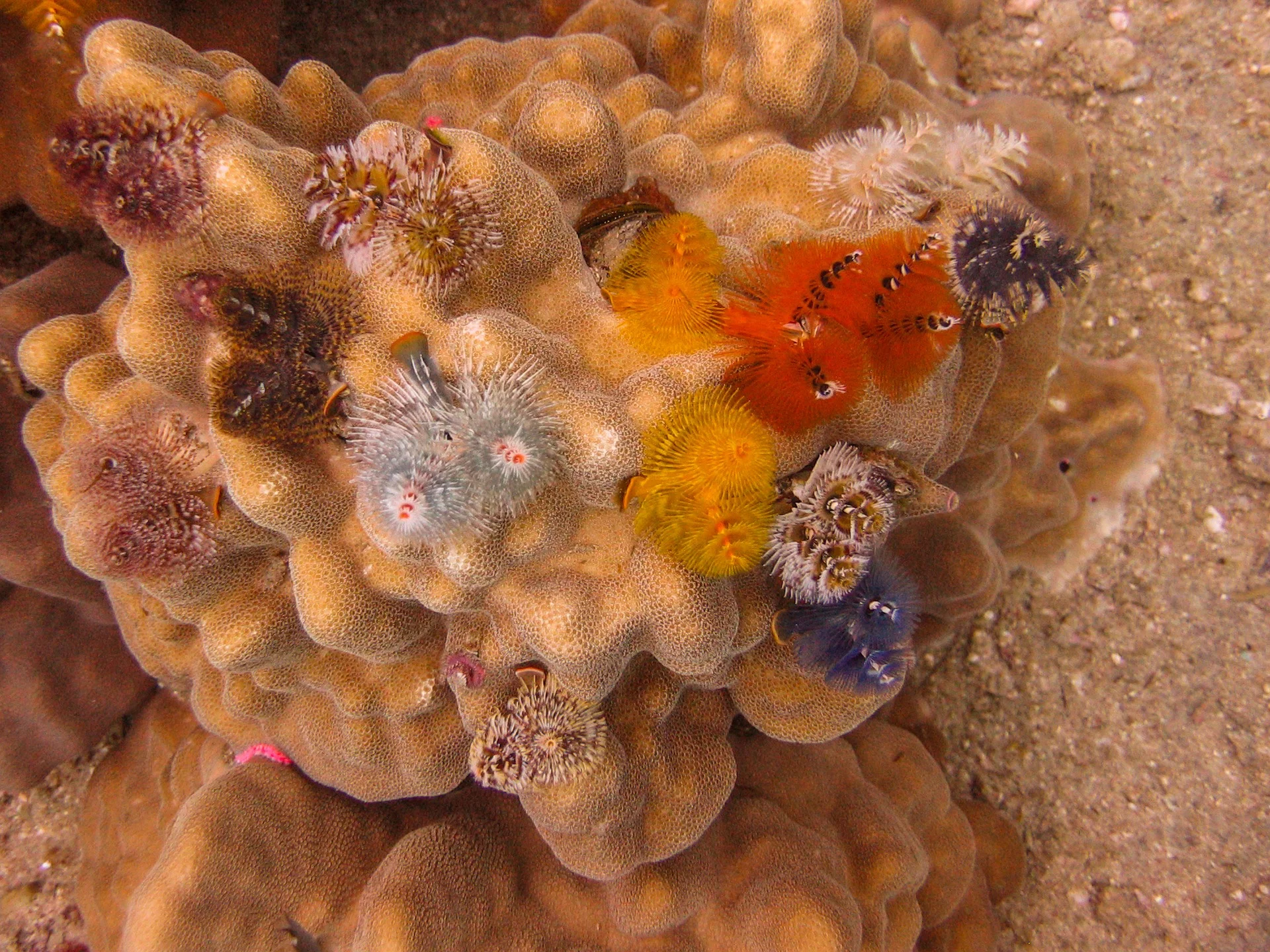 Christmas Tree Worms by Klaus Torsten Klaeden