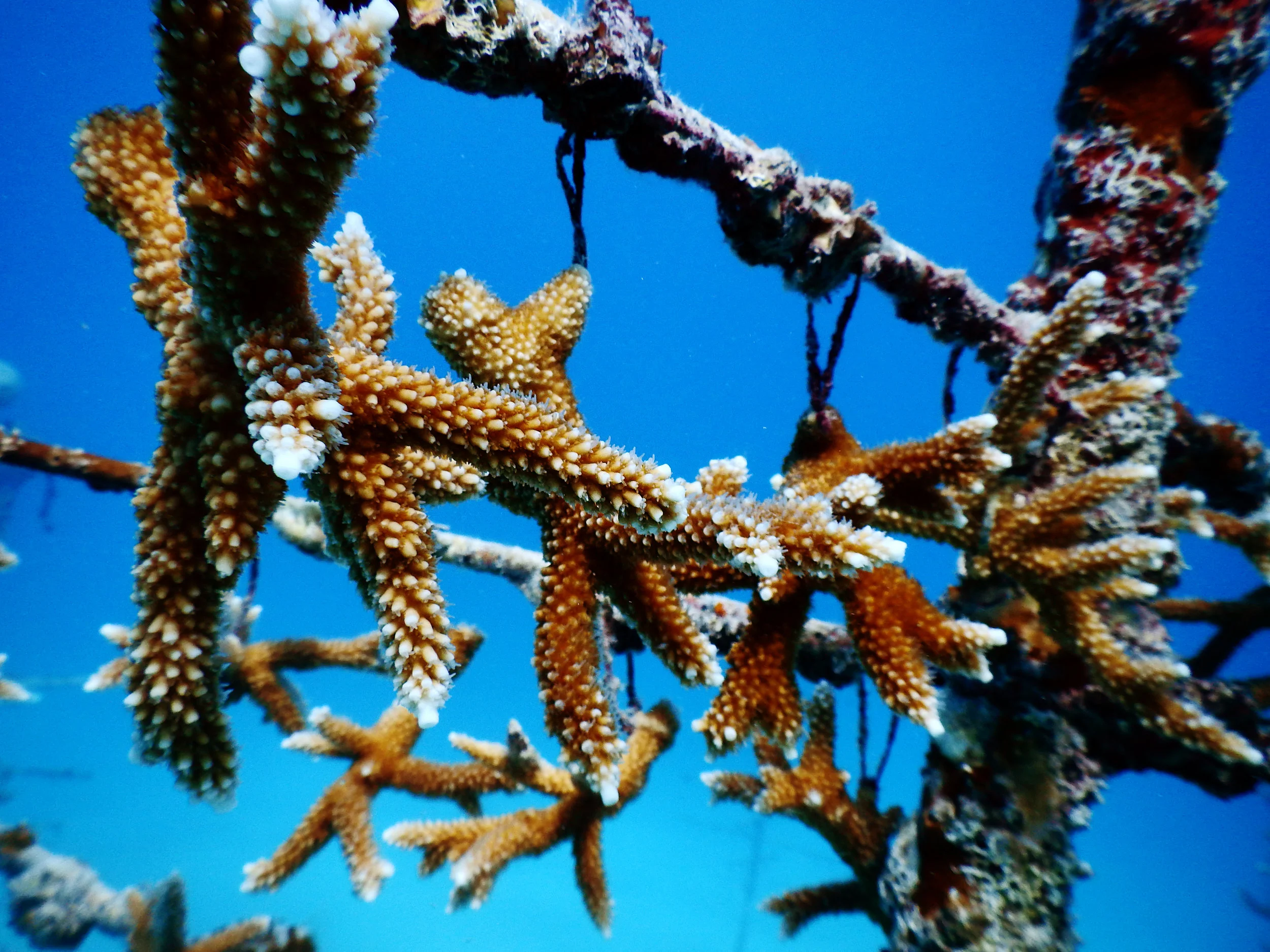 Staghorn Coral - Photo Liv Williamson ( @liv_in_the_moment )