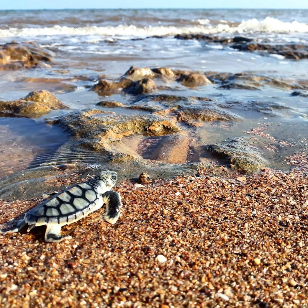It’s a long road ahead for this turtle to reach adulthood.
