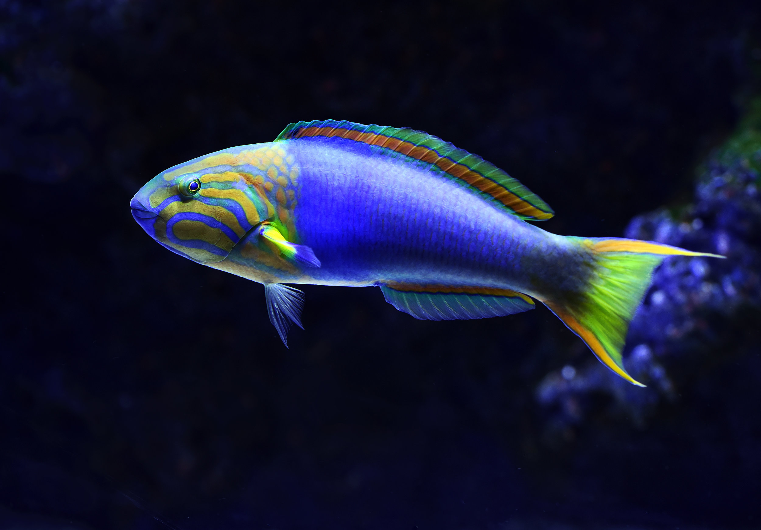 Banana wrasse by @davidclode