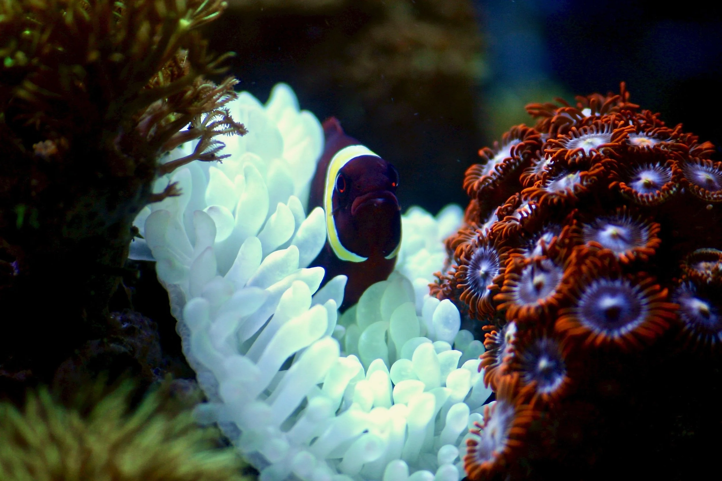 Tomato clownfish by @picsbyjameslee