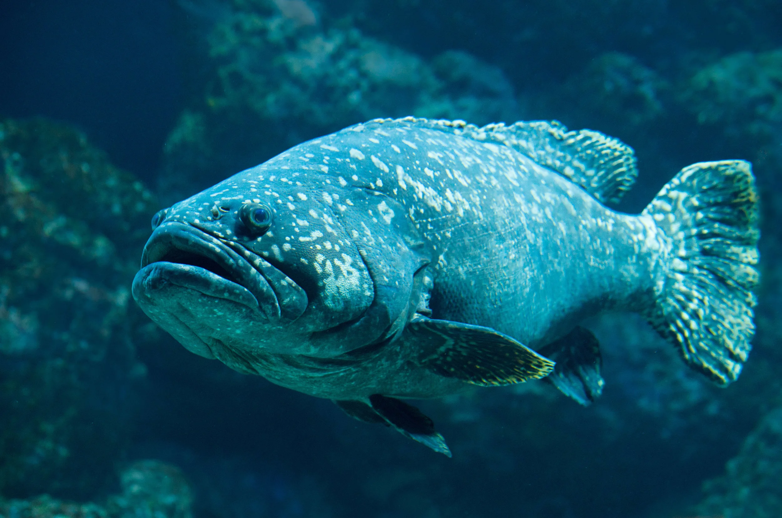 Potato cod by David Clode