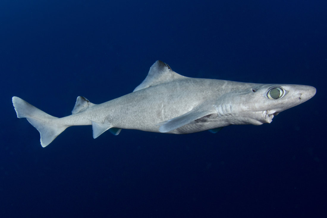 Blackfin Gulper Shark ( Centrophorus isodon ) Photo Credit: Andy Murch