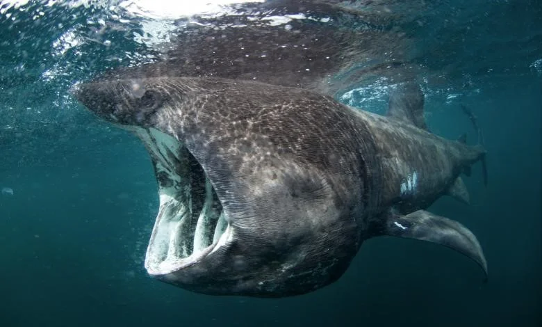 Basking Shark ( Cetorhinus maximus) Photo Credits: Martin Prochazkacz