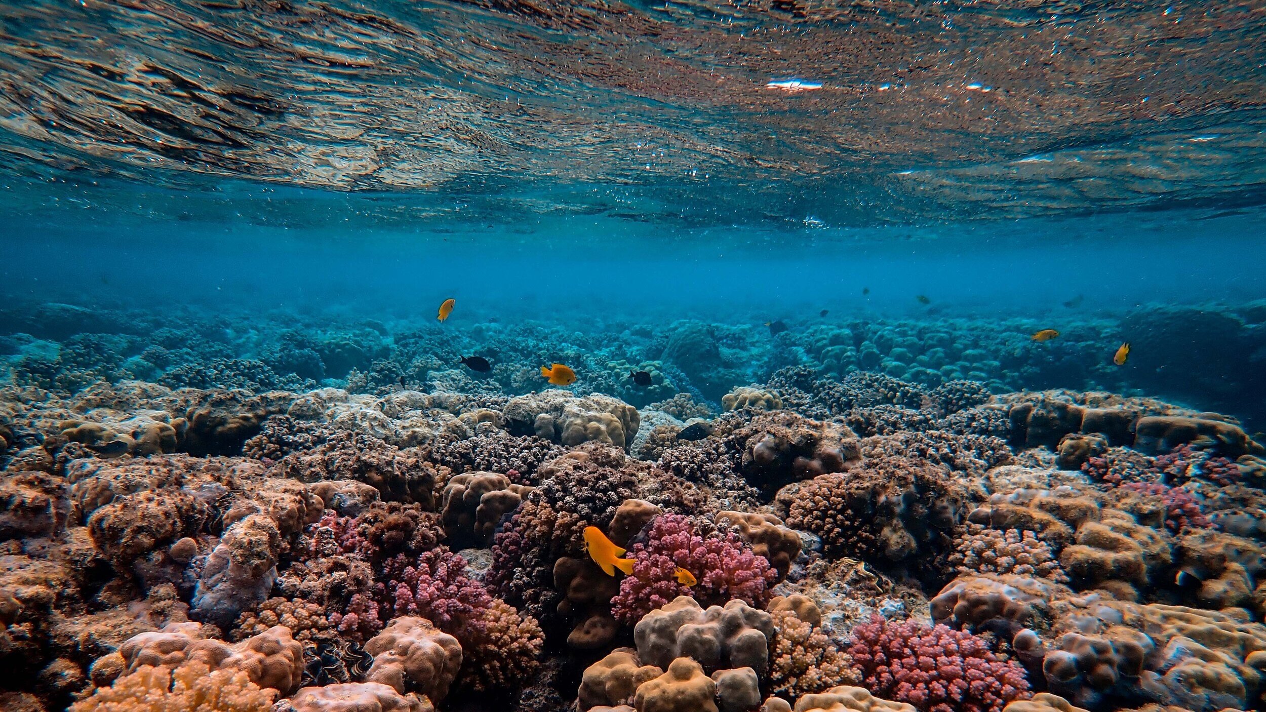 how does tourism damage coral reefs
