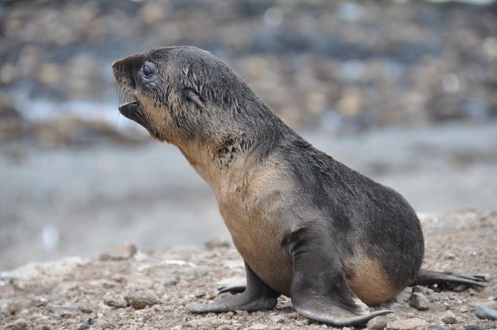 Fire Retardant Fur Seals: A Team Interview — WOMEN IN OCEAN SCIENCE