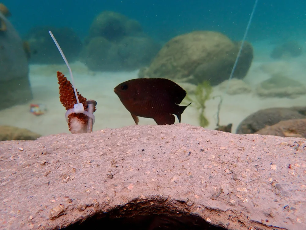 1_C_damsel coral editted.jpeg