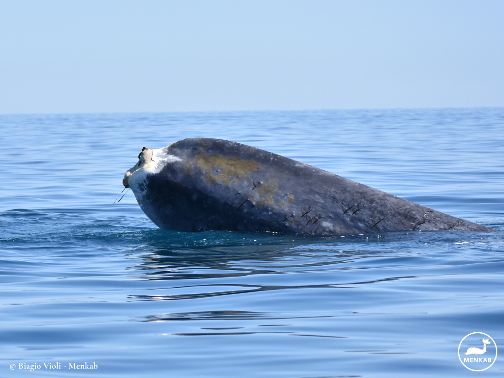 Codamozza_ Biagio Violi_Menkab1.png