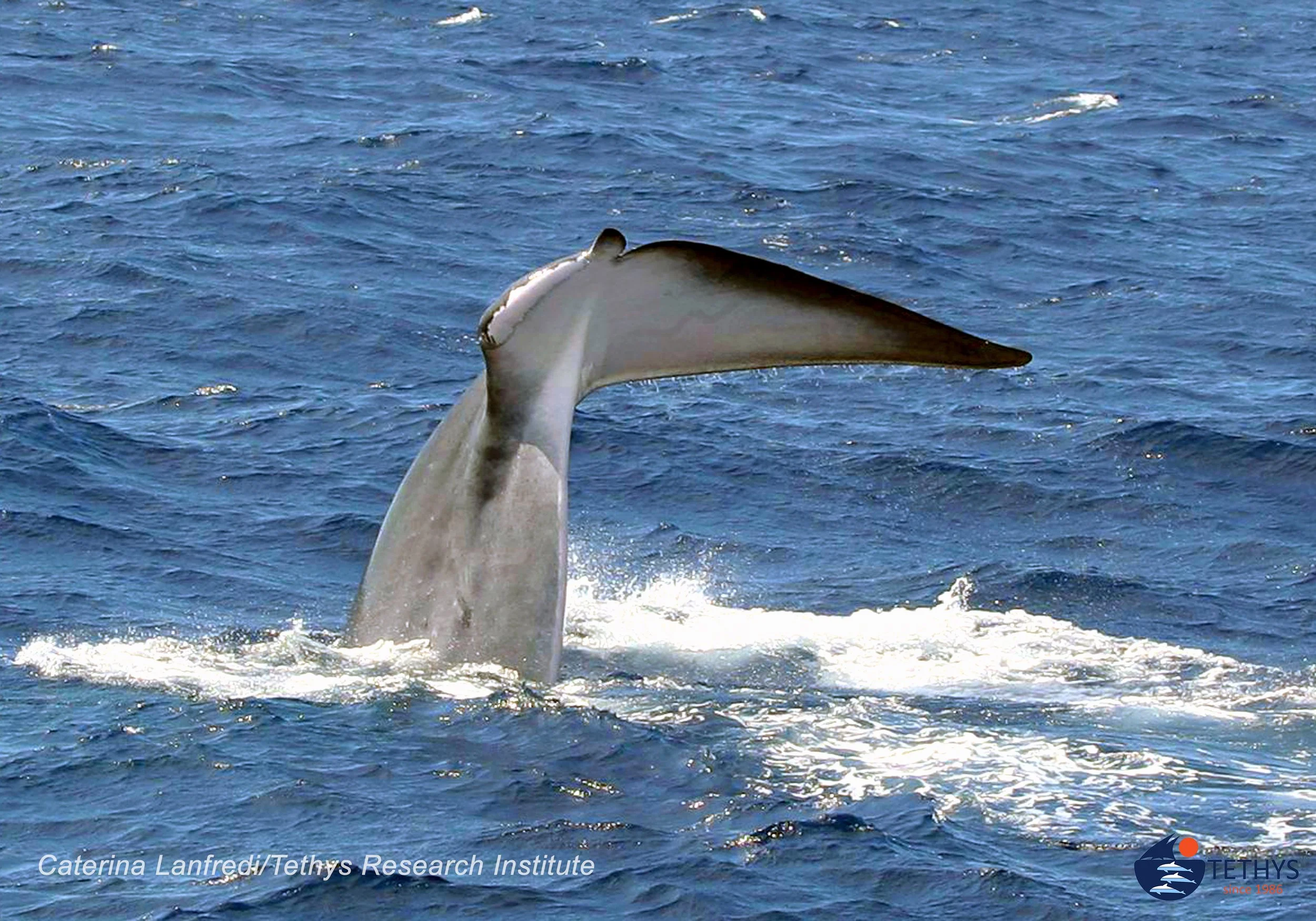 The Extraordinary Journey of the Whale Without a Tail