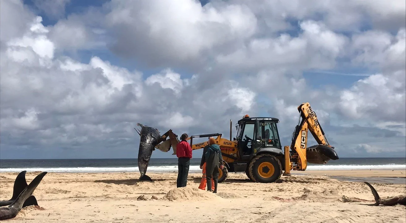 The Dead Do Tell Tales: Lessons from Marine Mammal Strandings