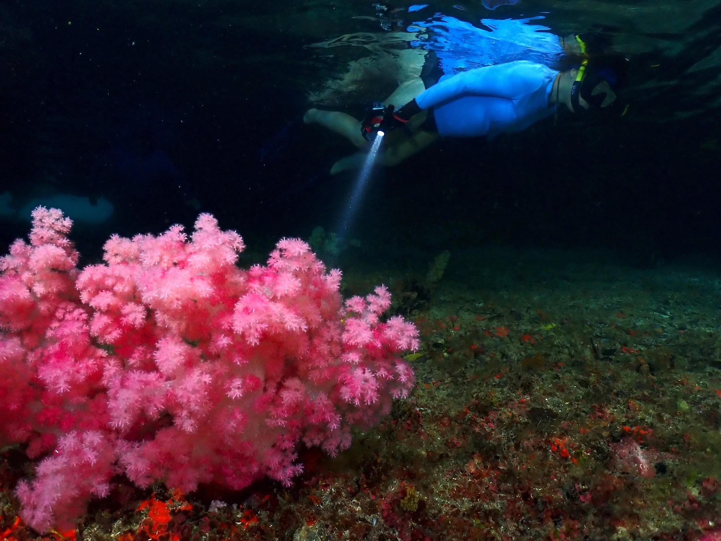 Dr. C. Isabel N&uacute;&ntilde;ez Lendo (@nunezlendo) is a Nicaraguan-Spanish marine scientist whose career spans 5 continents and 15+ countries, specializing in coral reef science, conservation, restoration, and coastal community engagement. A pivot
