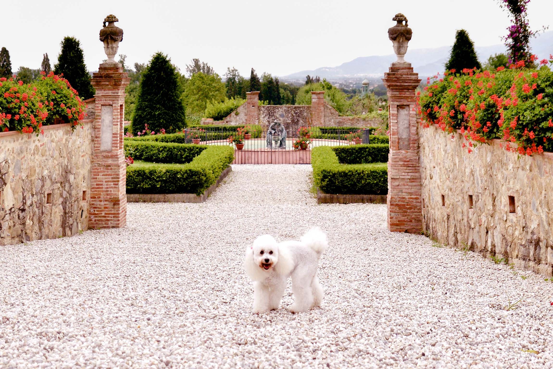 Dogs - Villa Daniela Grossi12-Edit.jpg