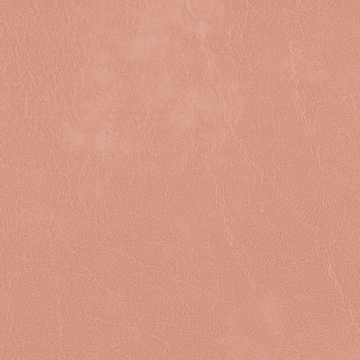VENICE TN35 Rose