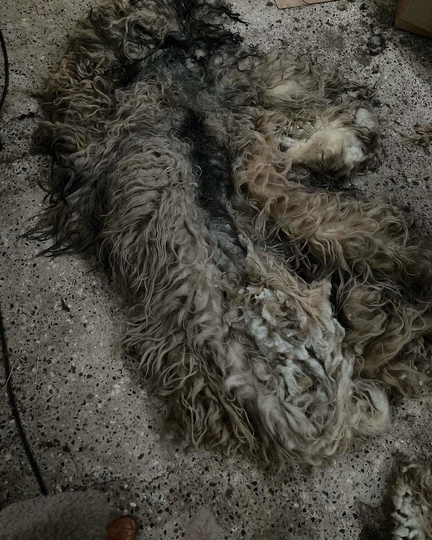 Wool trip with Hanna to the Danish sheep farm @lystbaekgaard run by Berit and her shepherds in the heathland of western Jutland. Very interesting to experience and hear about Berit&rsquo;s great work with preserving the Danish shepherd culture and br