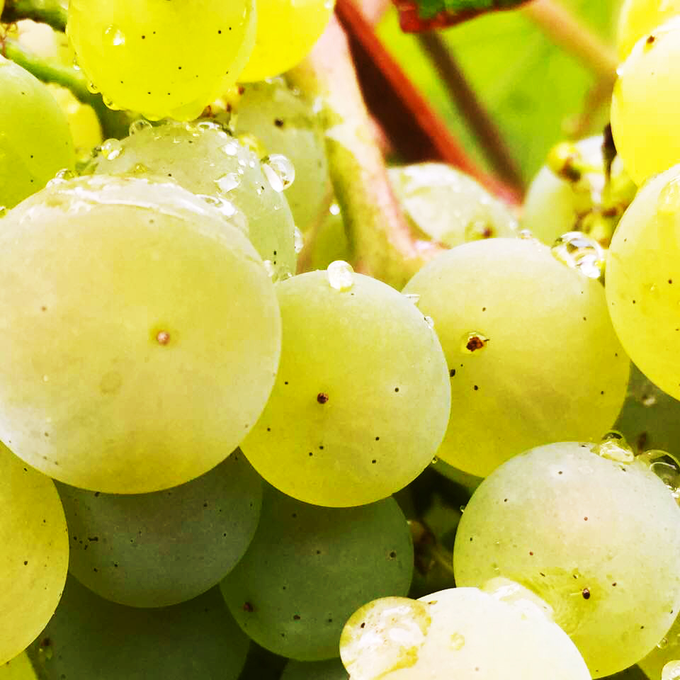 chardonnays-raindrops2_R.jpg
