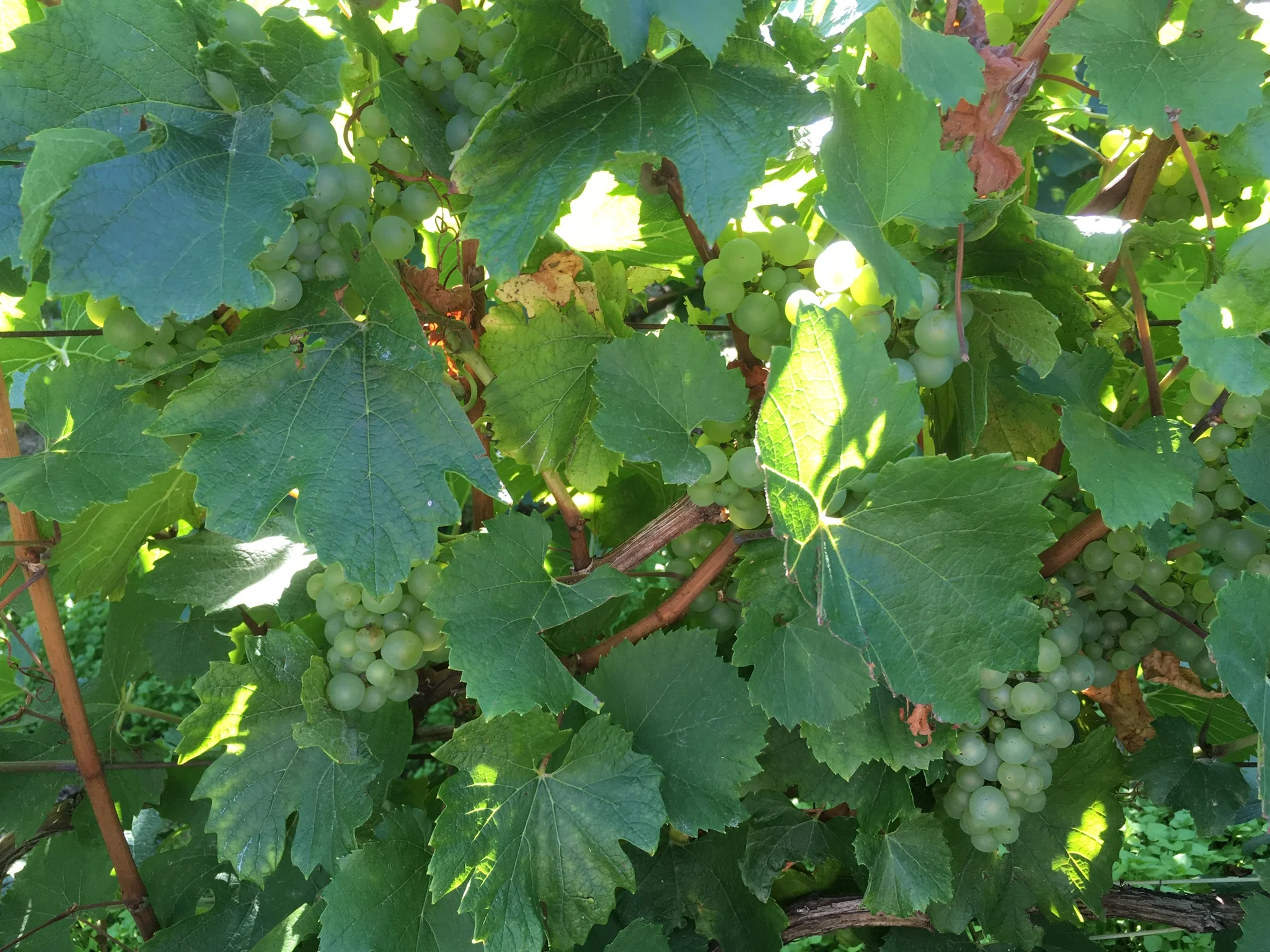 Les vendanges à partir du 10 septembre