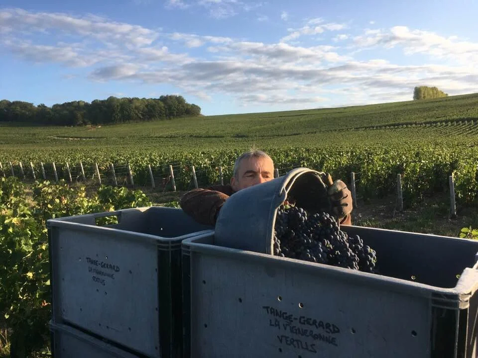 Première journée des vendanges : Alain Gérard avec un seau des belles Pinots Meunier à Loisy-en-Brie.