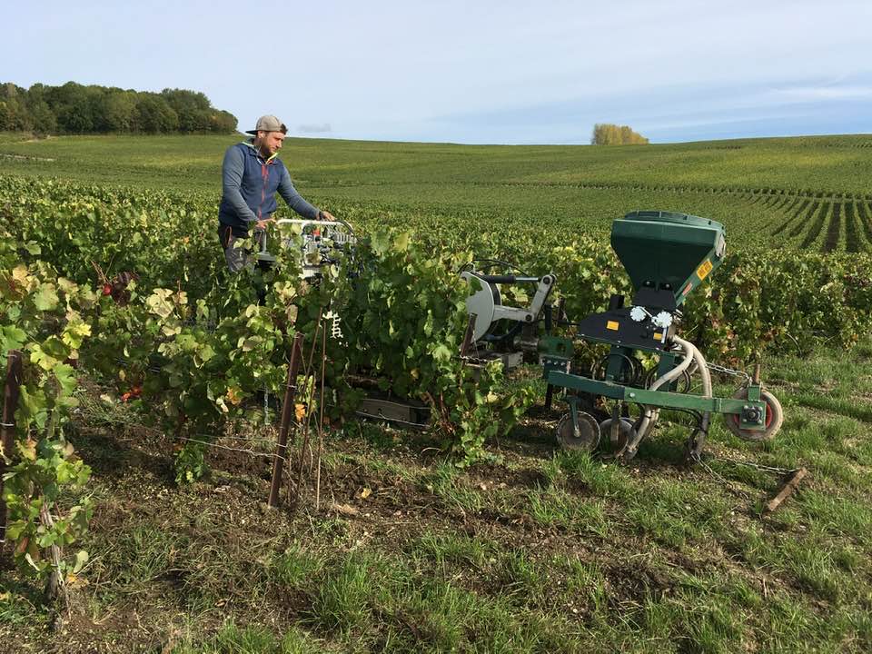 Yellow on its way in the vineyards