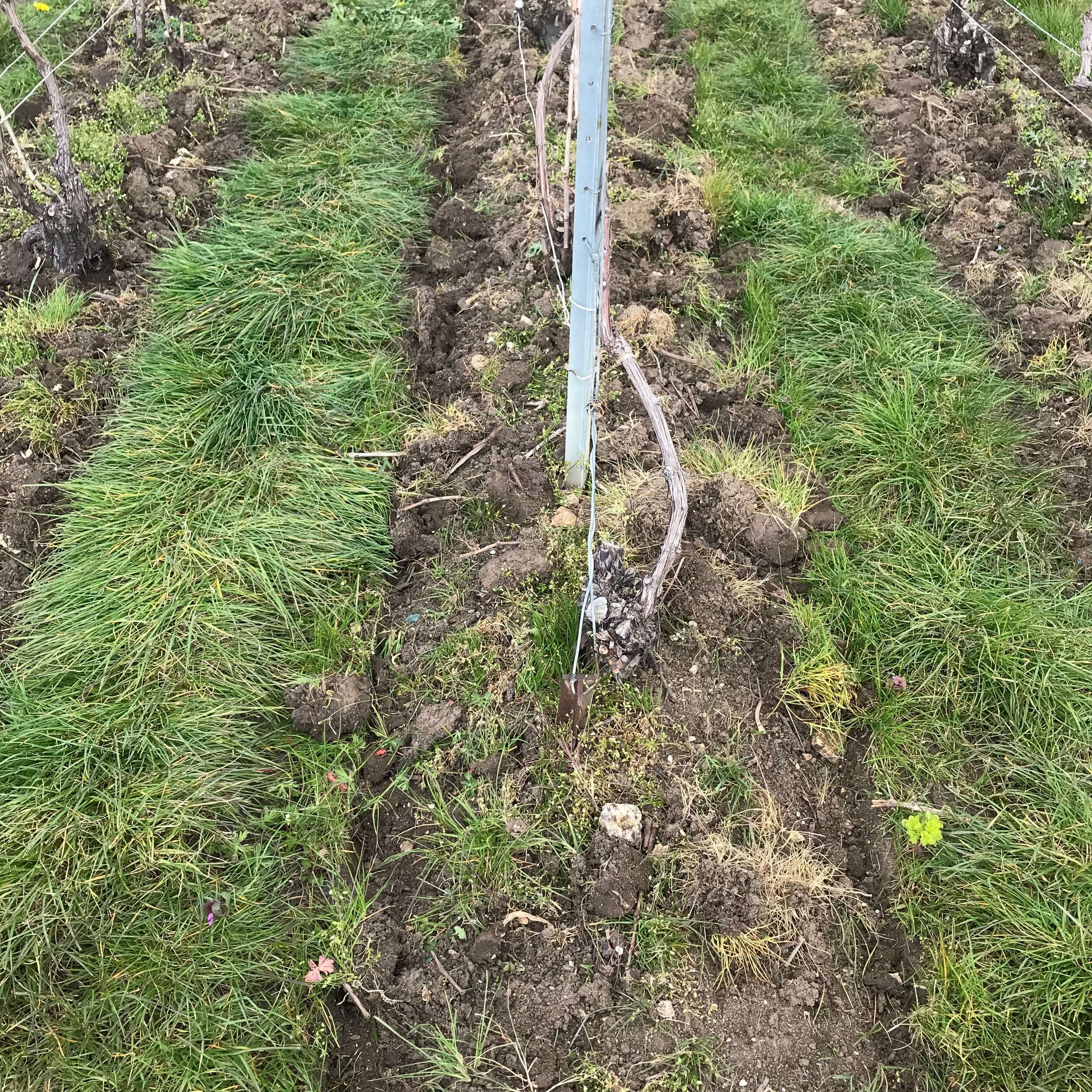 IMG-COMP-5438-soil ploughed.jpg