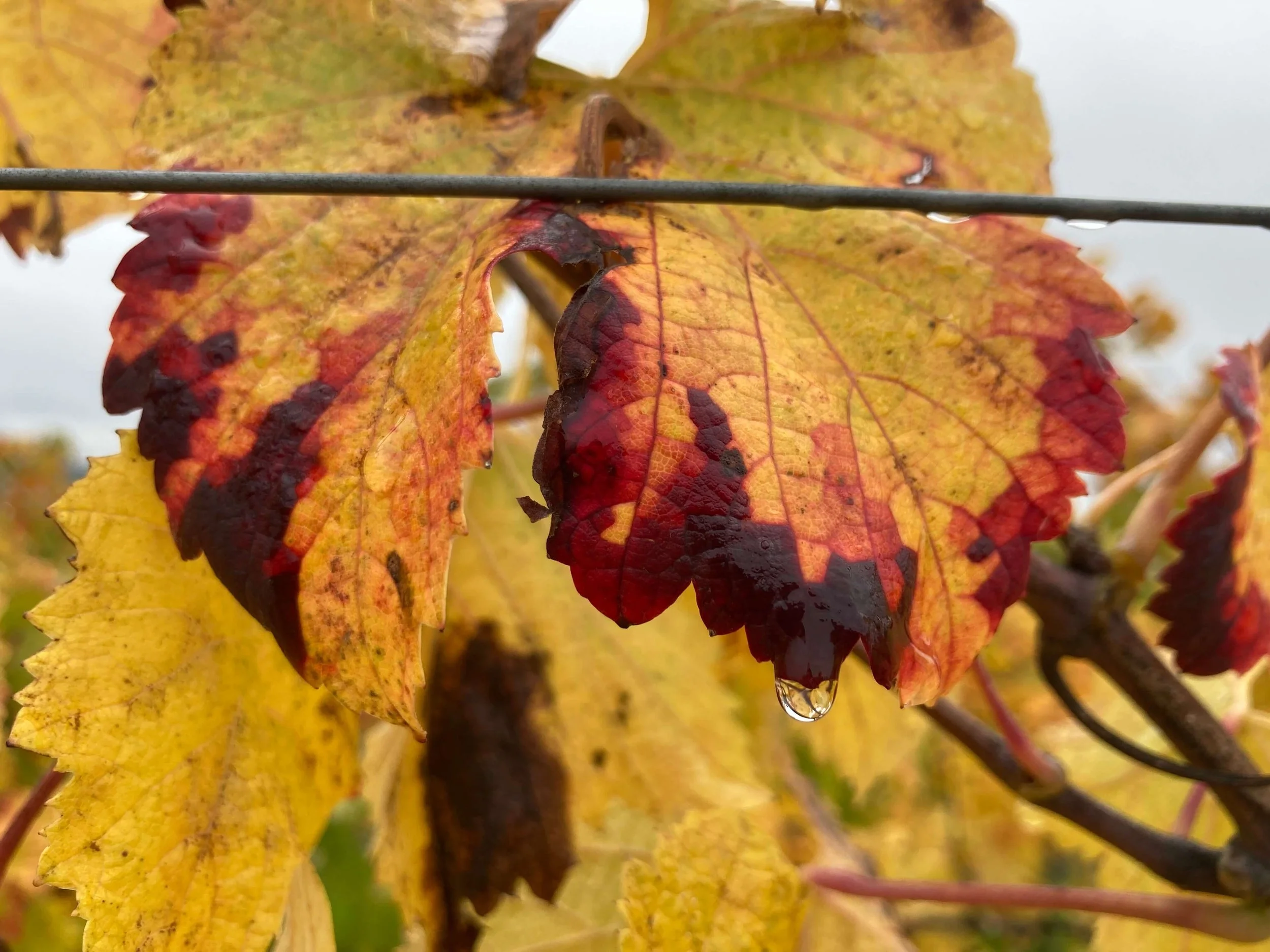 Autumn leaves Belles Feuilles style