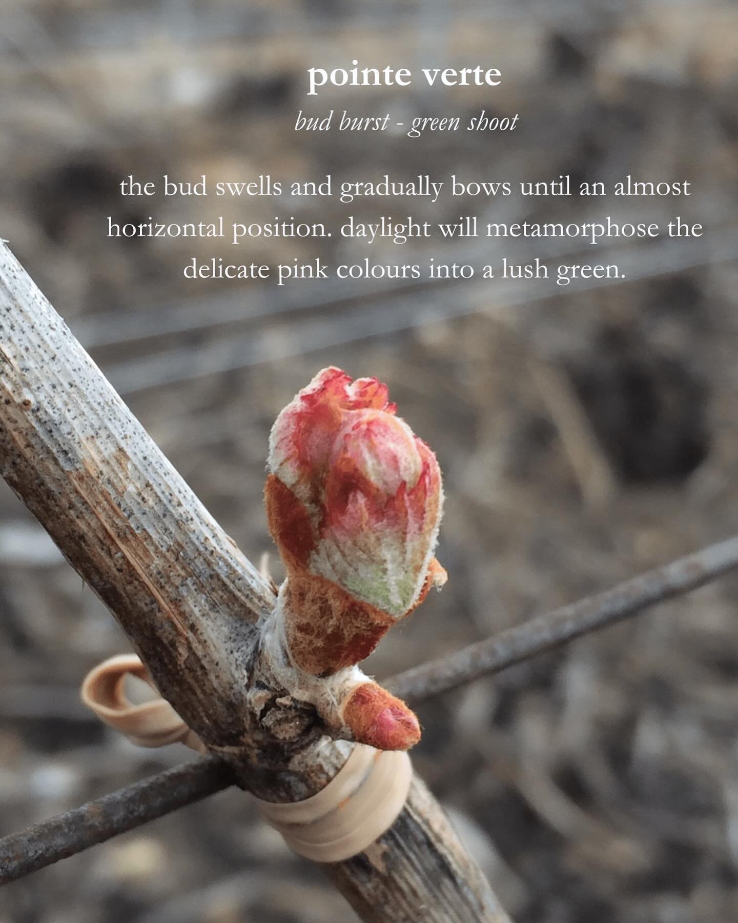 No worries, we&rsquo;re not there yet in our Champagne vineyards. Just wanted to share and show you why we are a bit obsessed with all these pink colours at this time where spring unfolds around us so tender and beautiful. Next week we bring the new 