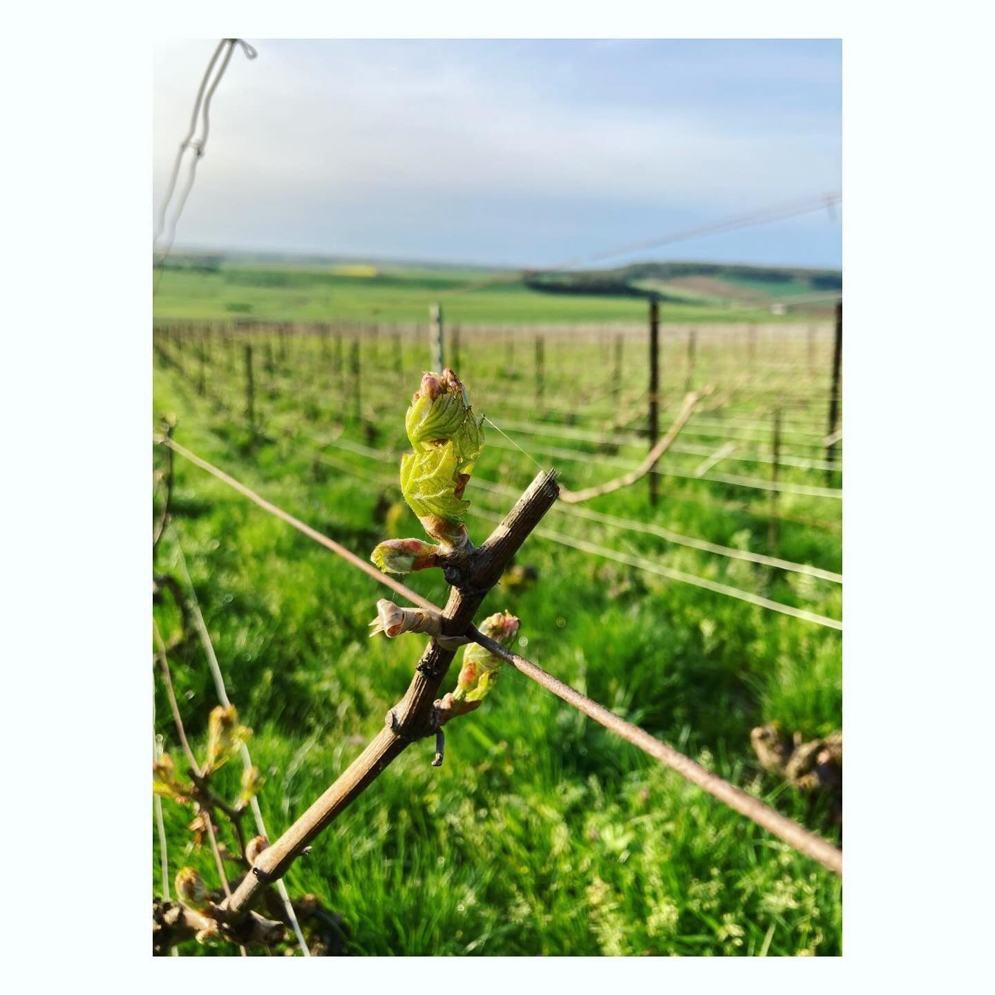 Meanwhile in the vineyards&hellip; a wonderful sunshiny sunday the buds decided to remove the wintercoat for good, stretch out and start moving. Here&rsquo;s one bud turned leaf to enjoy&hellip; (behind there&rsquo;s a picture from saturday to spot t