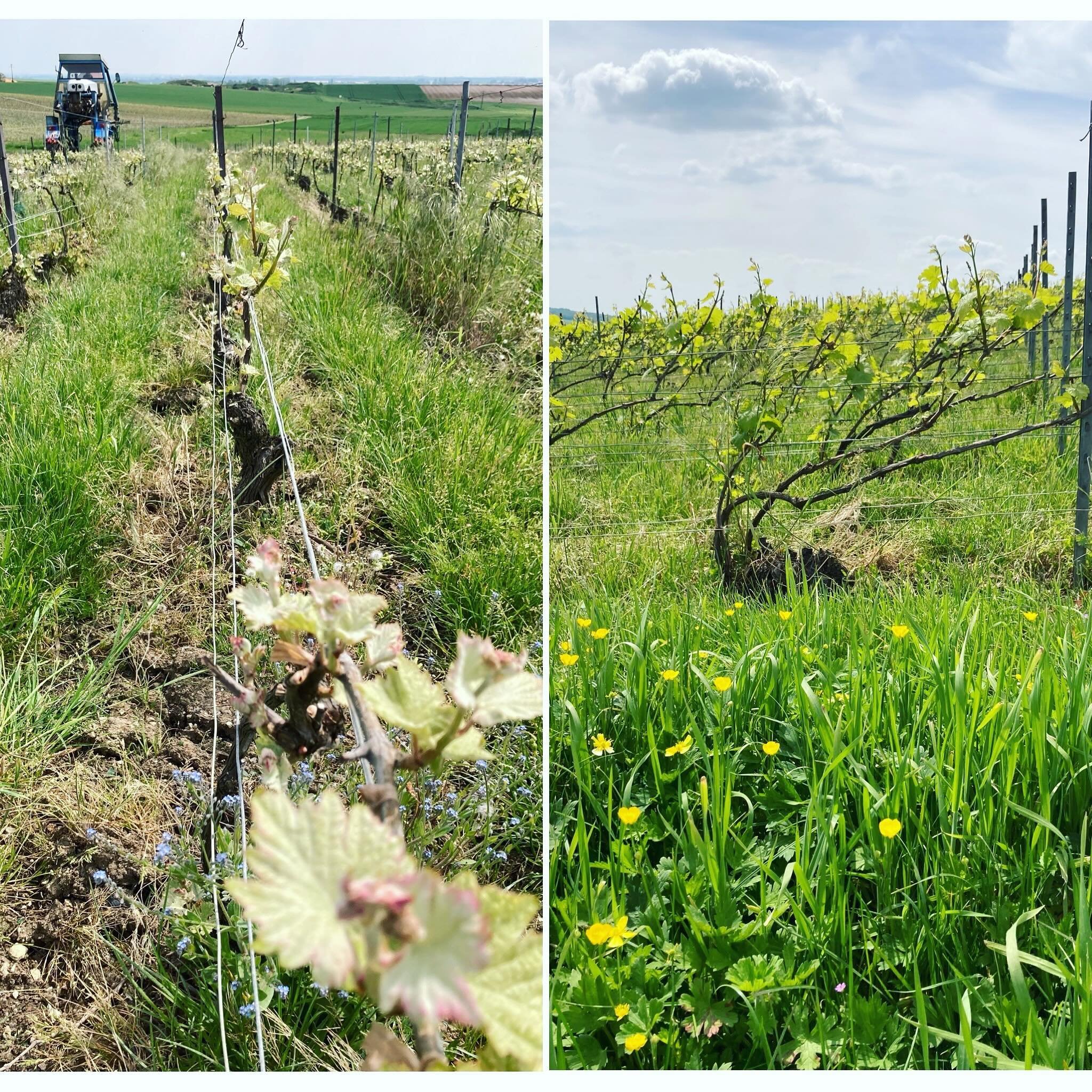 Loisy-en-Brie yesterday. After the rain, sunny days are here. Warmer temperatures will get the vines growing. To the right you see the Chardonnays, the early birds and to the left the Pinot Meunier some days later, always. 
*
The vines have not devel