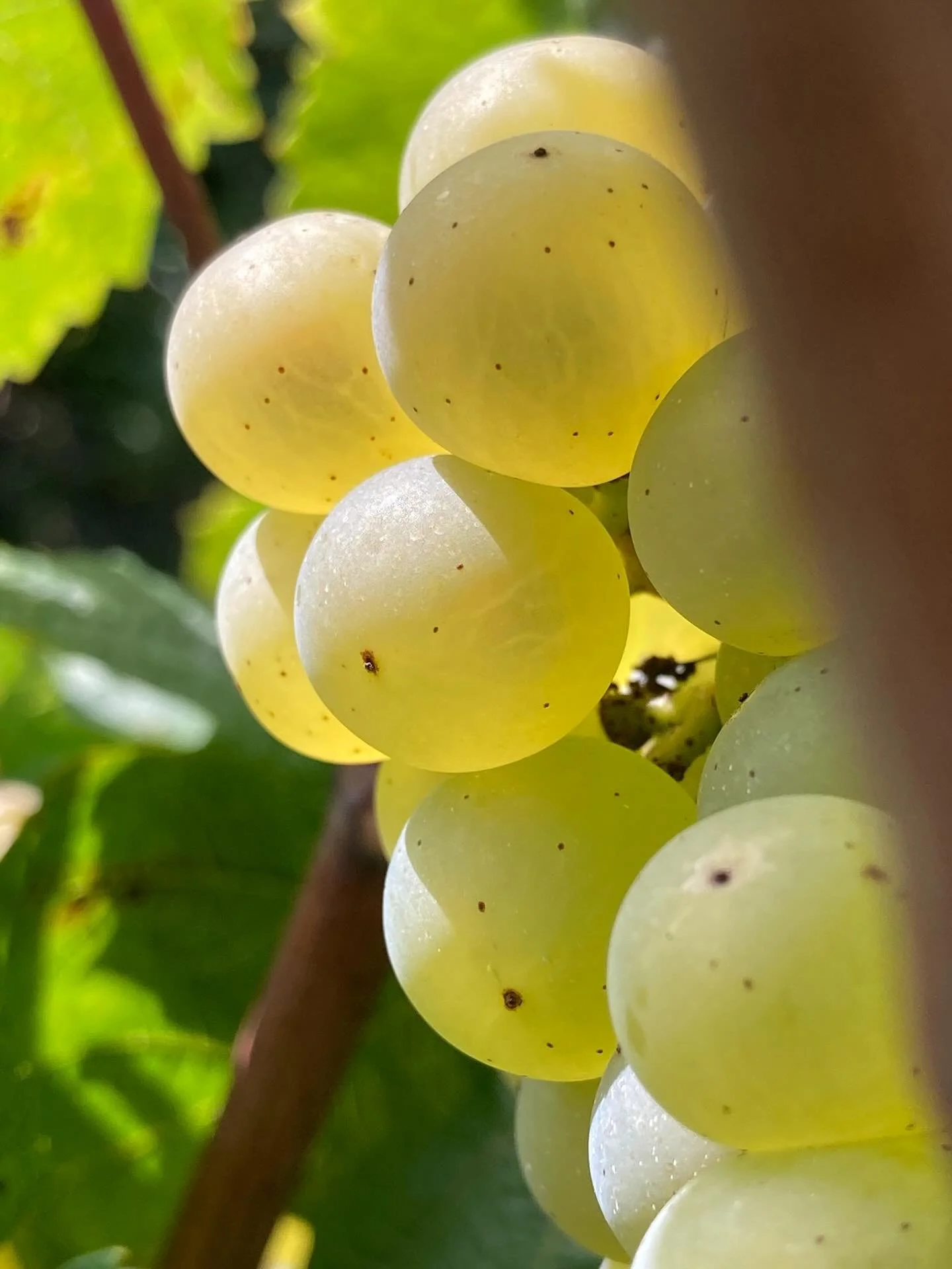 Bottomline of the 2025-harvest chez les Tange-Gerard: grapes of absolute maturity are on their way to become wive. We have almost forgotten the low yields due to drsught, hail and read the rest in our harvest report on the website blog. Now we are ea