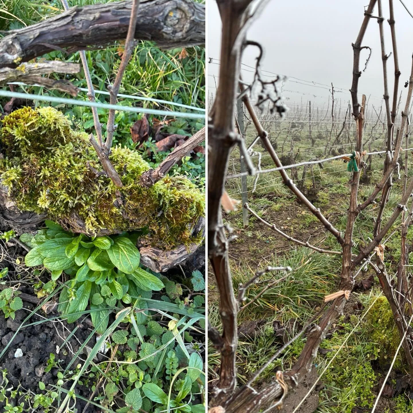 Yesterday was freezingly cold. Hoar frost covered all branches as a living reflection of the world affairs, it seems.  Wouldn&rsquo;t it be nice to see the world affairs follow today&rsquo;s ambience of springtime temperatures and even the first wild