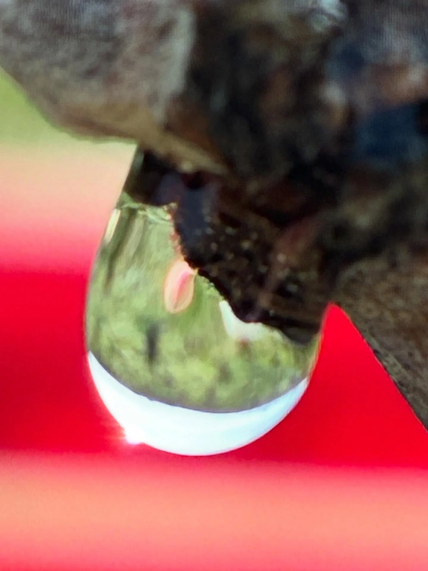 Les pleurs aka the time of tears is the visible sign of the new season coming up. The sap of the vines circulates again after wintering as a solid and not liquid. This is entirely managed by temperature. The plants bleed from the cut offs where the b