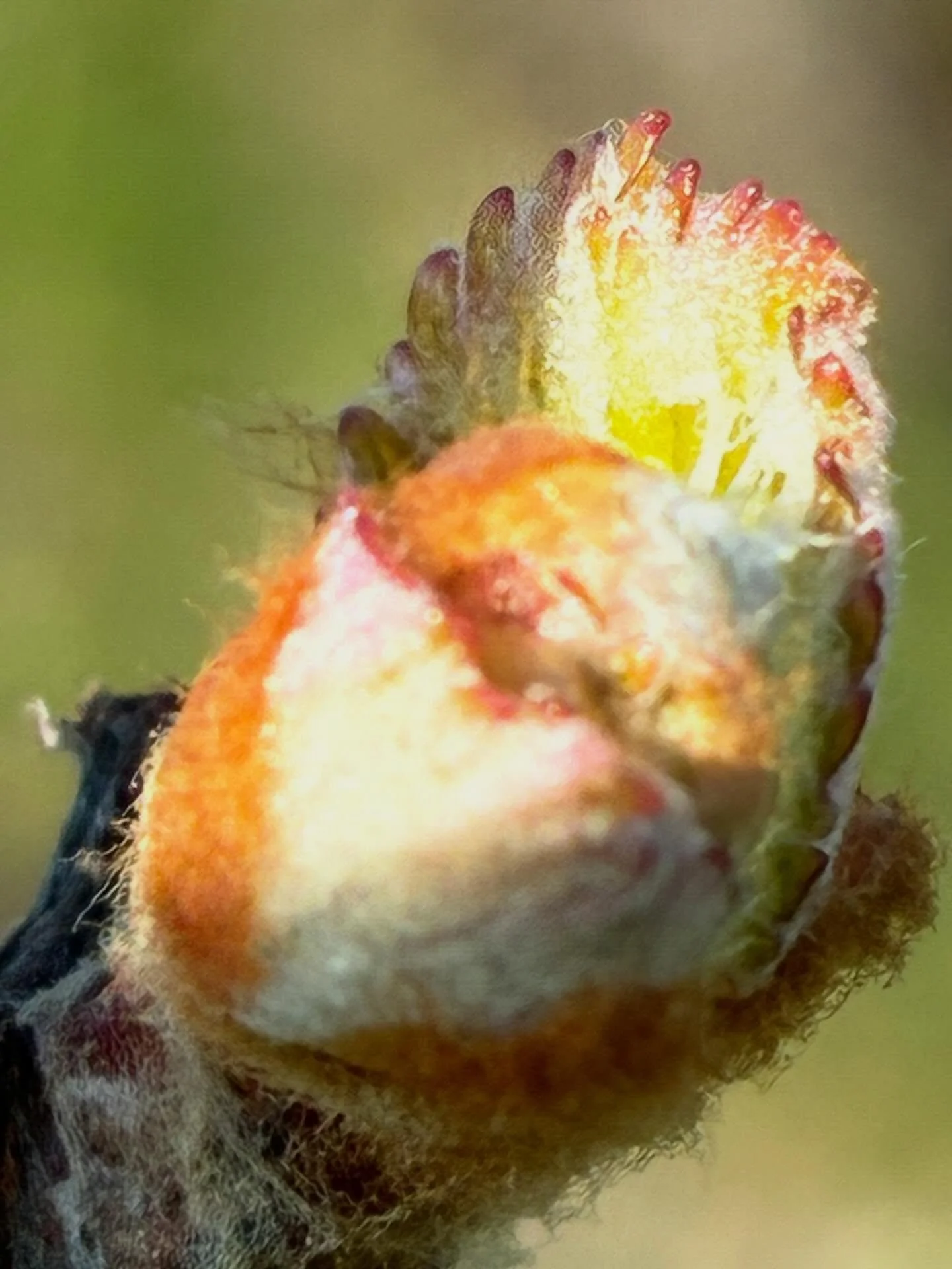 Our Chardonnays have been at the point of budbreak for a while. The first leaf is so close to unfold under the abundant spring sun. As the shine is paired with cold winds, the buds linger and have lingered at this point for some time now. Every week 