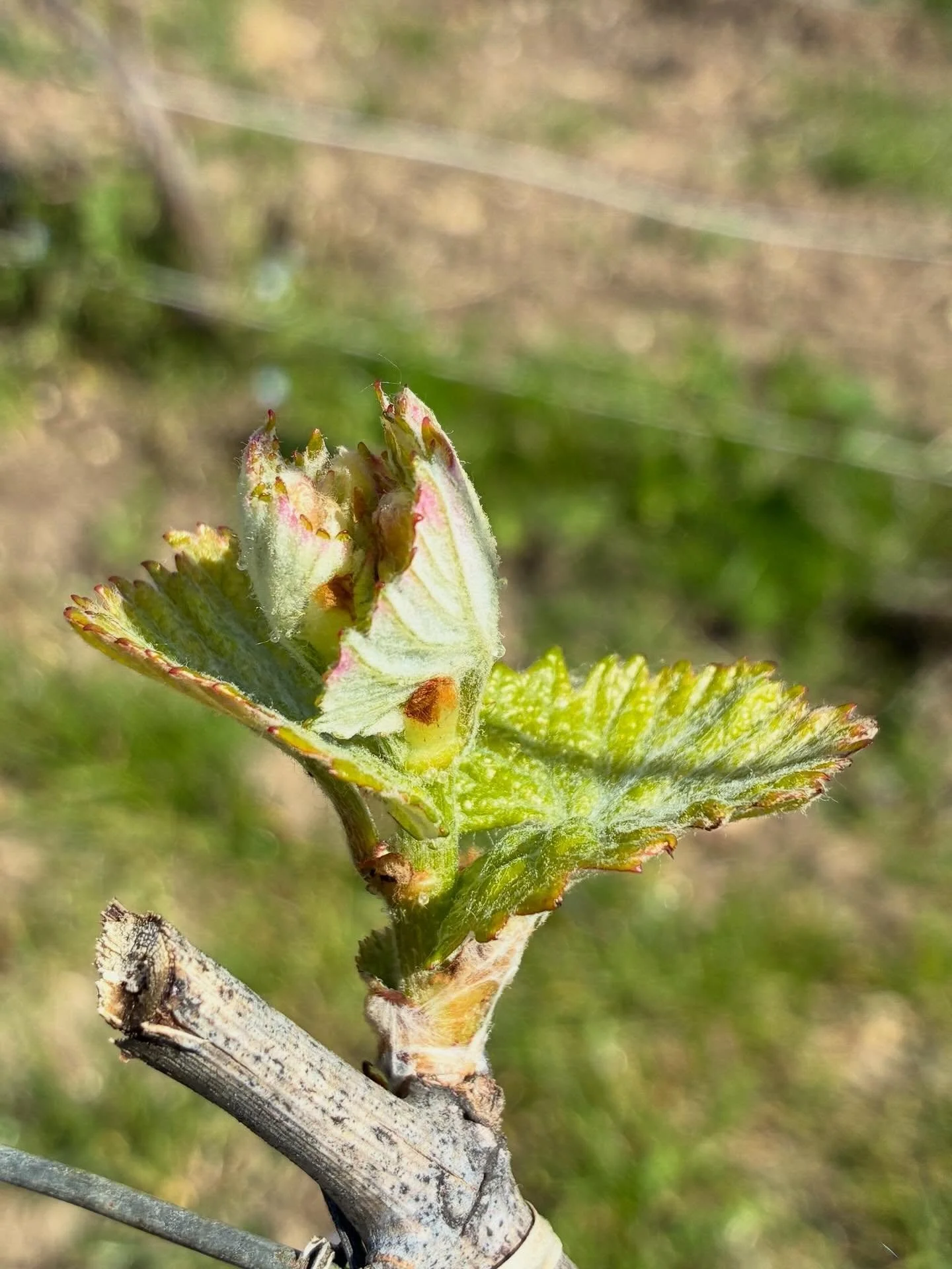 Chardonnays in Loisy-en-Brie. Some of you will know our cuv&eacute;e Solliphere. Well, at the very beginning of the season, this is what it looks like. These lush young leaves have been out for some days now. Every year they are a feast to observe.  