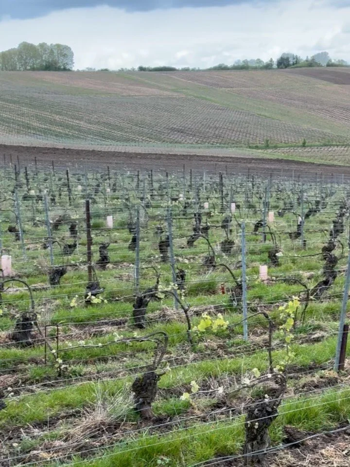 Springtime, springtasks. Yesterday was the day of the &ldquo;rak&rdquo;: every year we place these tiny plastic containers in all our vineyards. They contain pheromone which will disturb one specific butterfly male and prevent him from meeting a fema