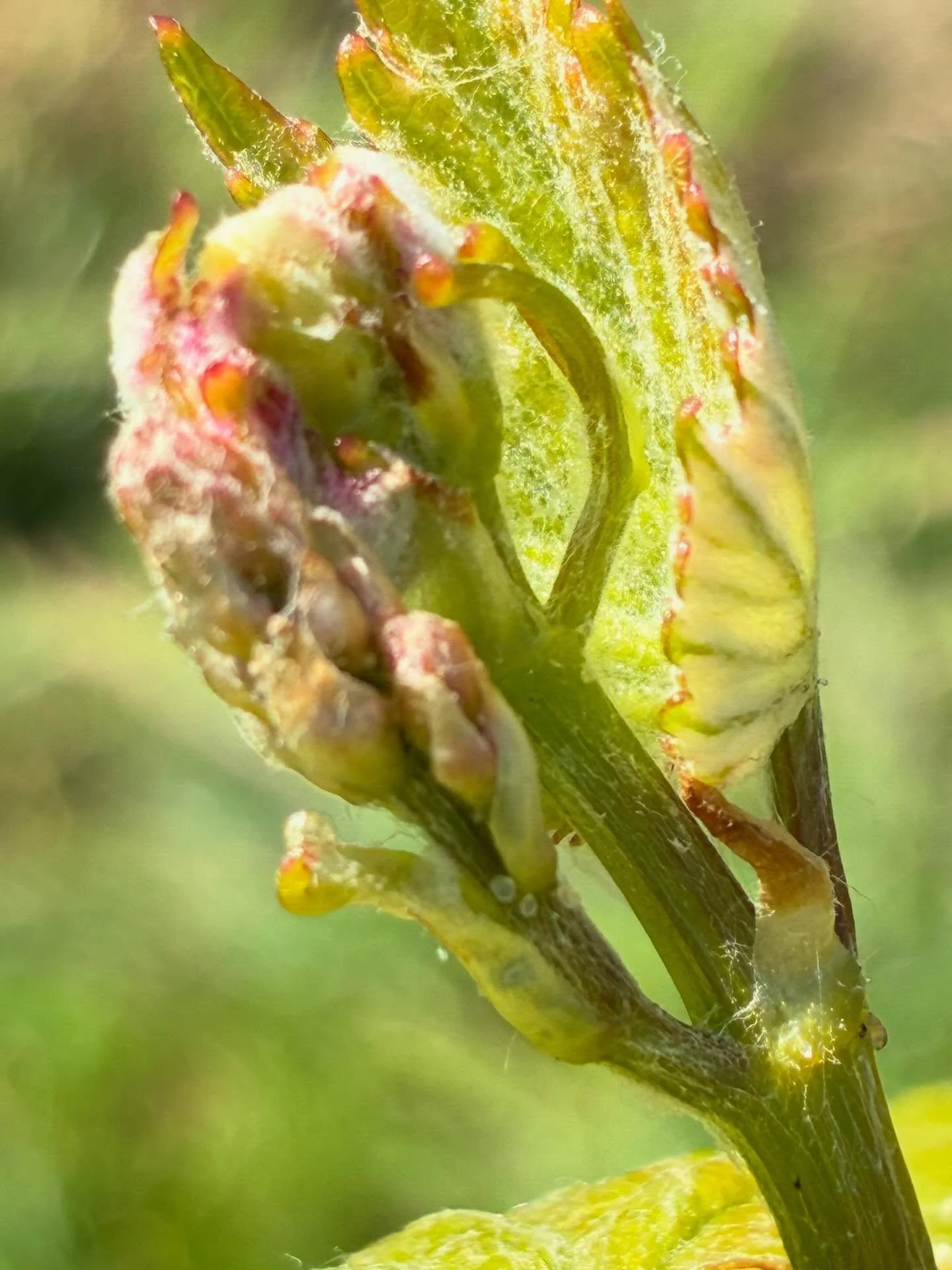 Please appreciate the future grapes of 2026. We hope they survive anyway. The future grapes have shown earlier than ever recorded and unfortunately they are more rare than we like because frost has hit Champagne hard. Between 30 and 40% of the potent