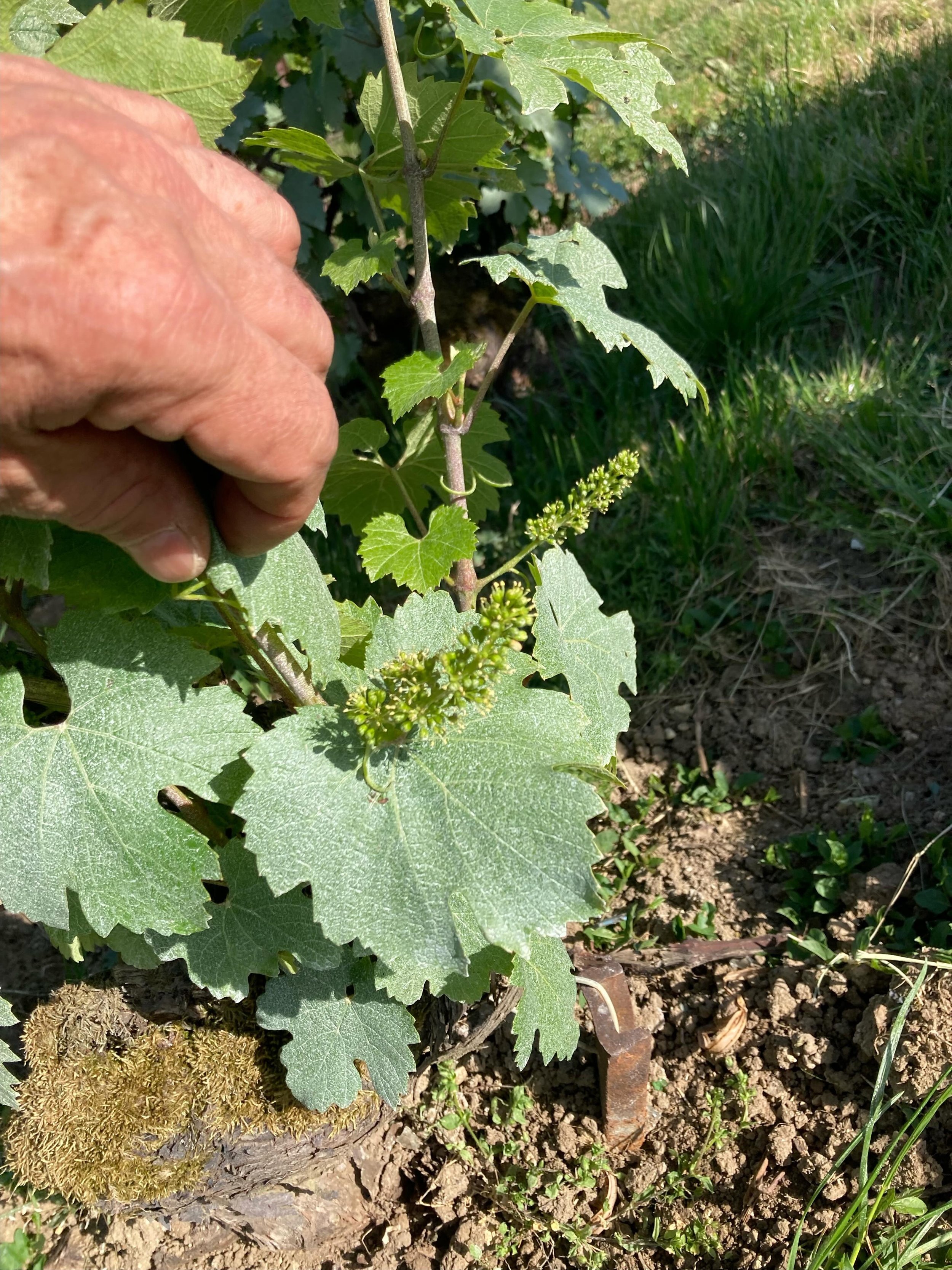 1st flower spotted at the Tange-Gerard plots this season. Flowers in the vineyards are rather humble. We are all eyes to oberserve them because they are the first indication of when ti harvest in 2026. In the good old days - say befire 2015 - we woul