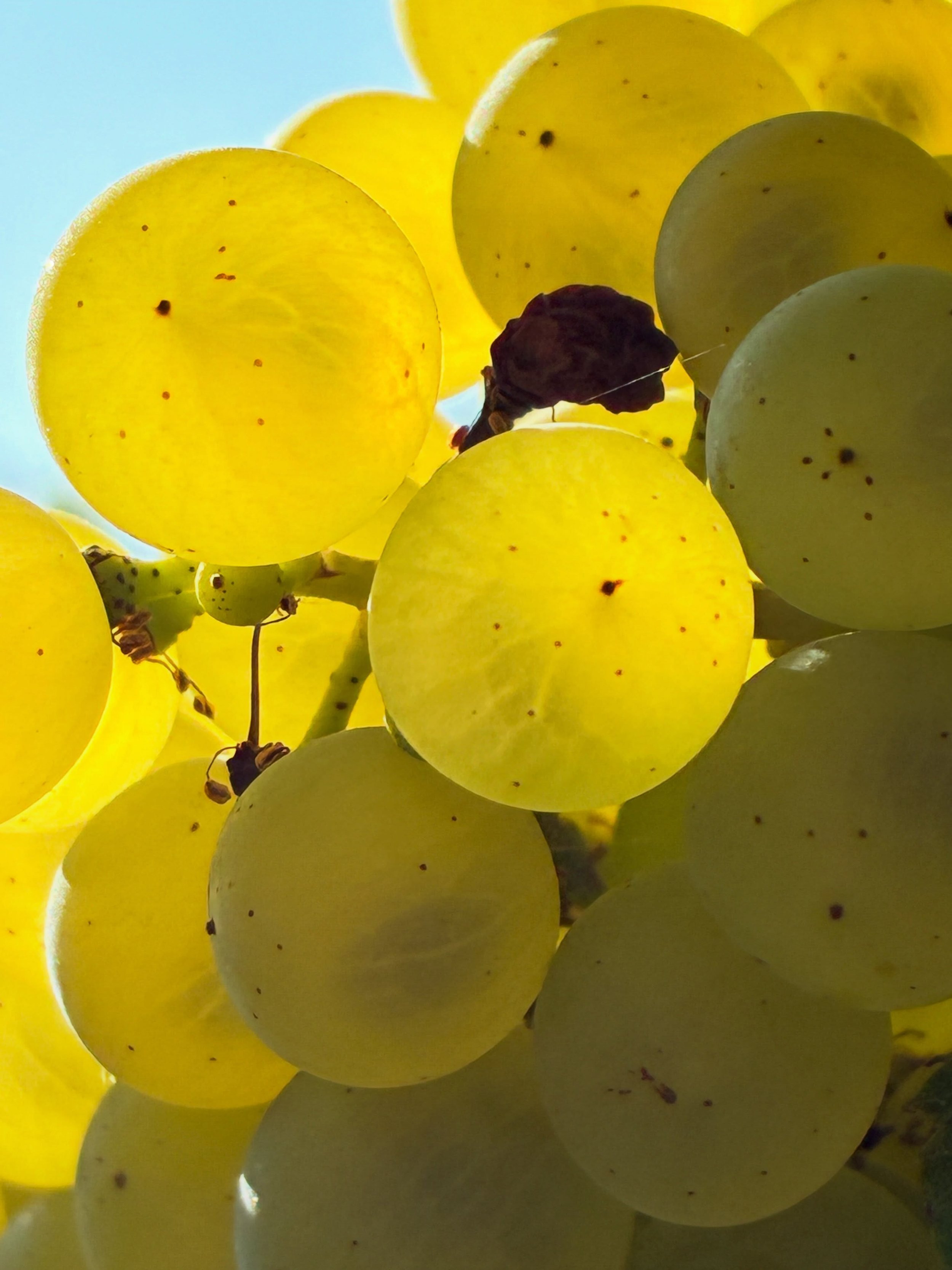 Chardonnay as seen in Loisy-en-Brie lately. At les Tange-Gerard, we have picked, delivered and pressed what we believe will make very good Solliphere blanc de blancs in some years. The first alcoholic fermentation is on its way. More harvest info fro