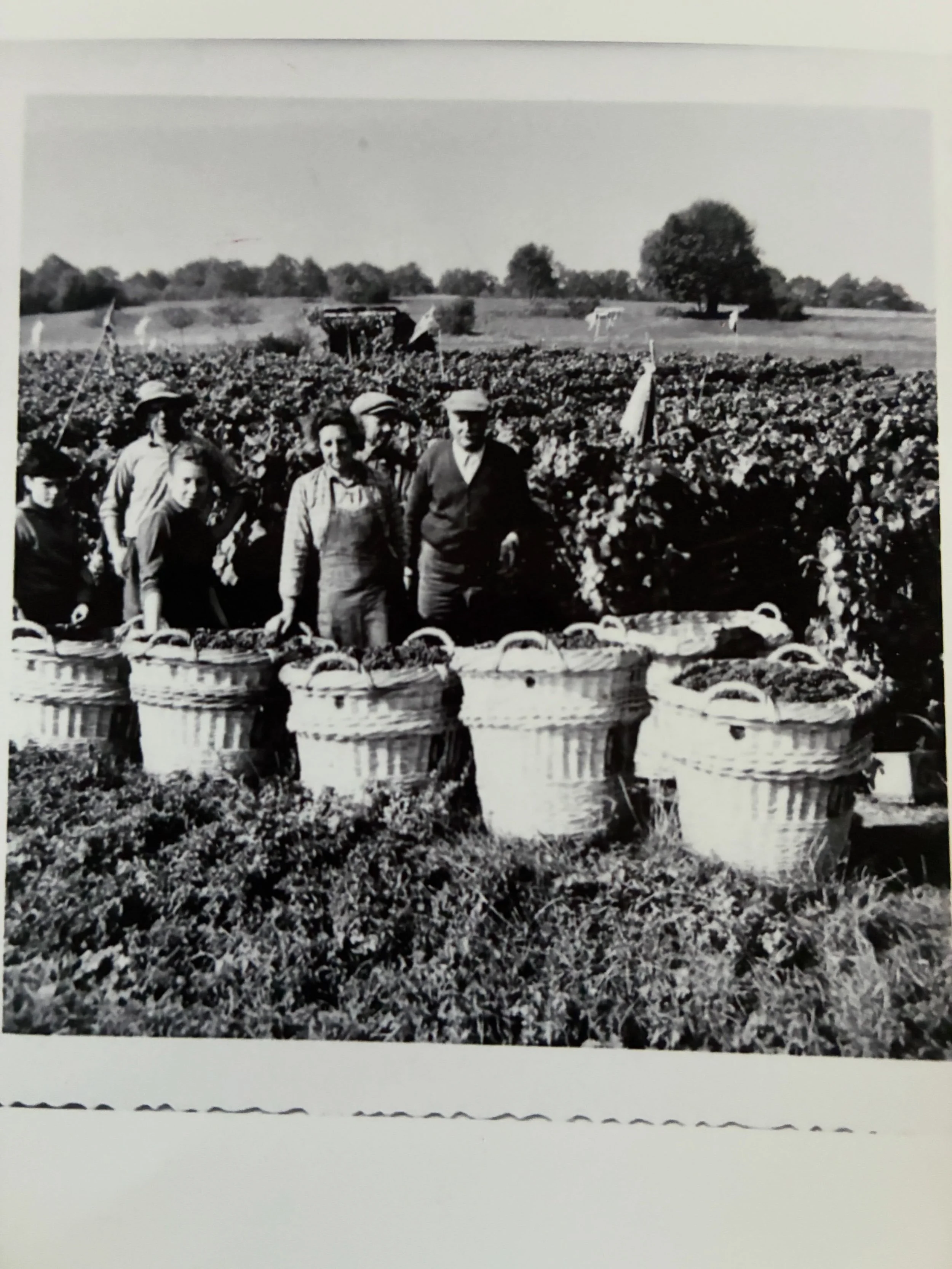 Grapeharvest in Soulieres around 70 years ago. Maybe Alain&rsquo;s mum poses behind the pretty and heavy  baskets of those times. It looks like her but then again, this hairstyle was probably a shared fashion of the young girls of the village. We are