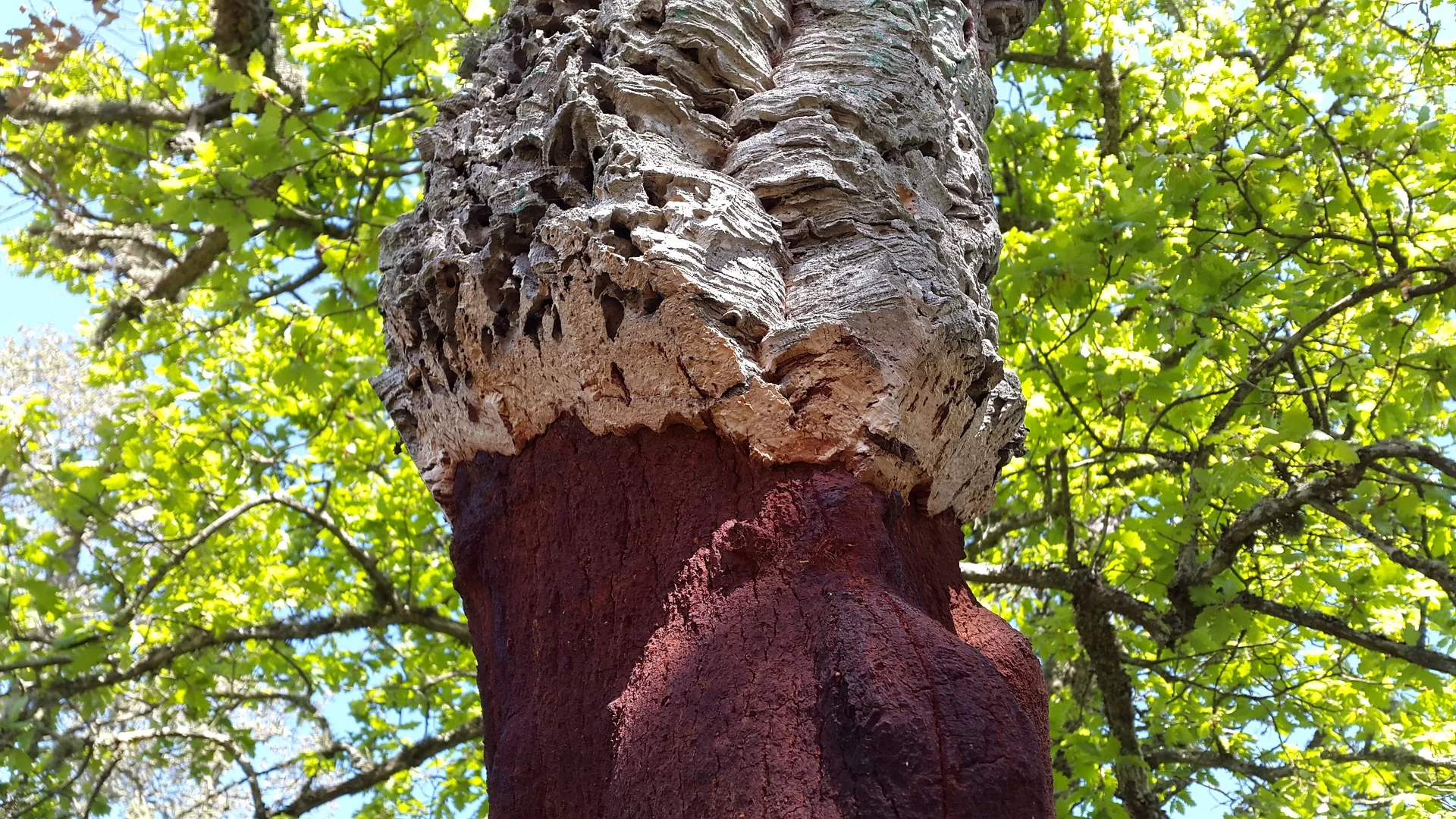 cork-oak-2277630_1920.jpg