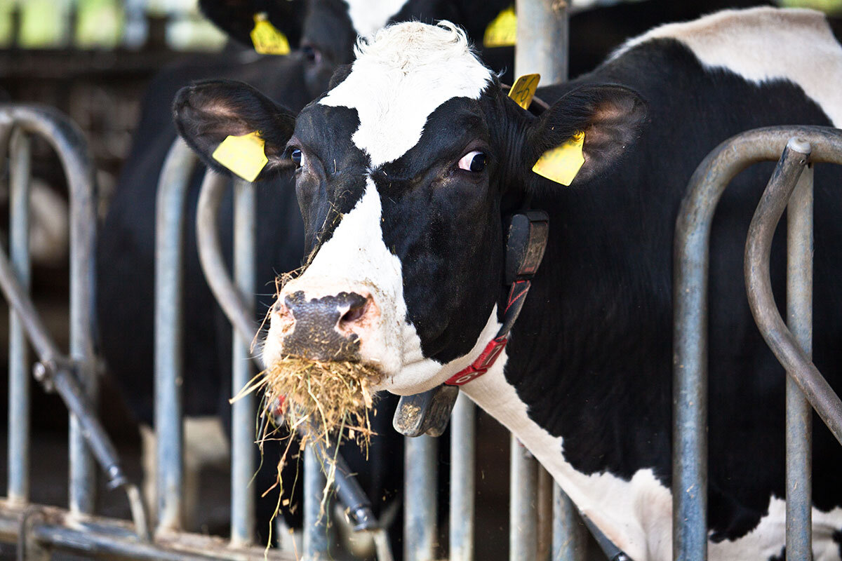 BUll-about-cows-image.jpg