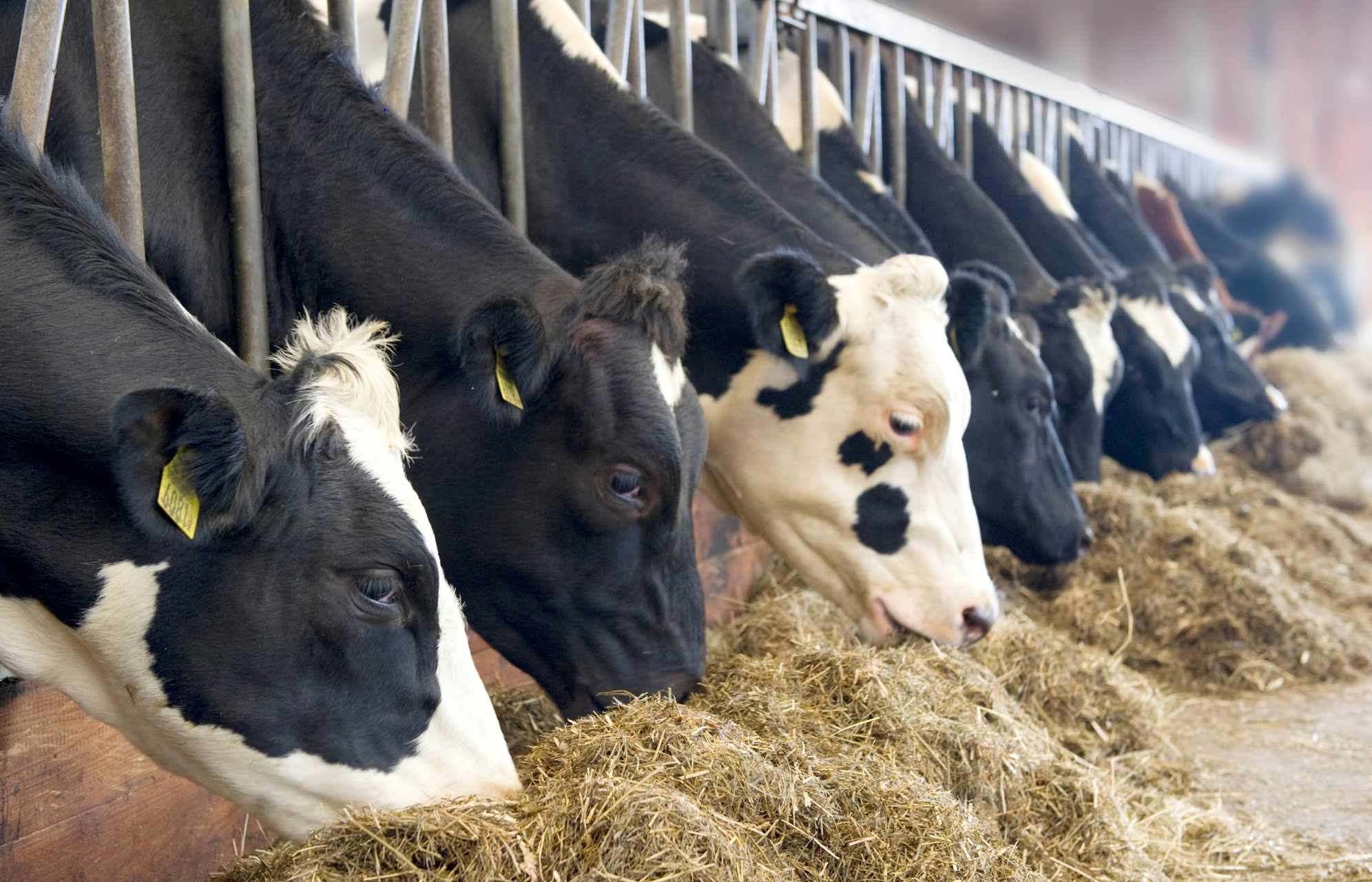 Feeding the world with 60m cows