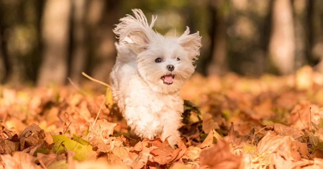 Dog ownership in retirement