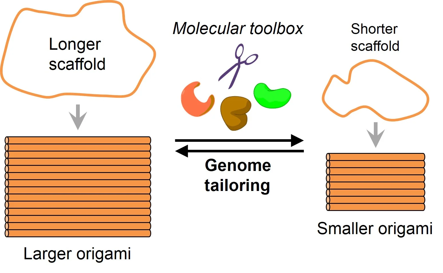 DNA origami scaffolds.jpg