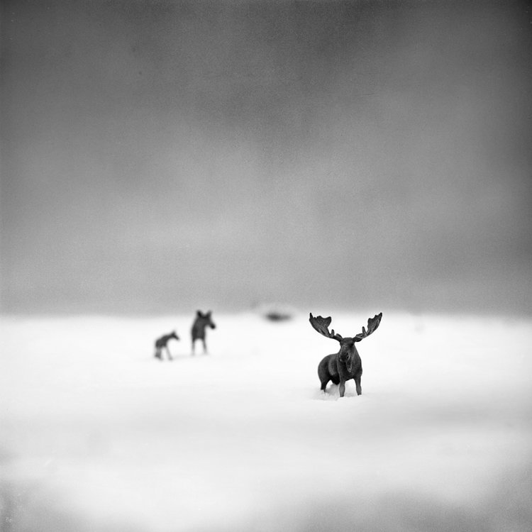 web_imaginary_mooses.jpg