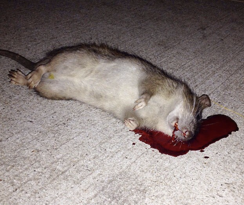 Screen Shot 2021-04-21 at 5.14.06 PM.png