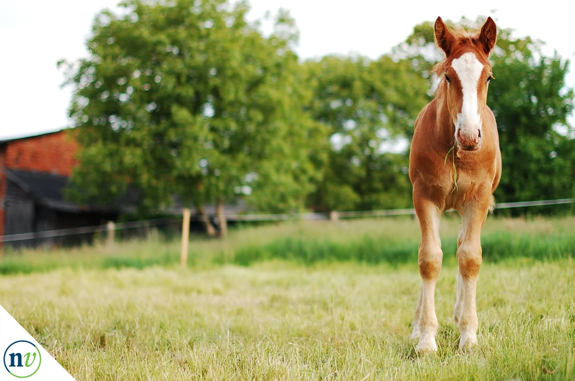 NostrilVet_horse_eating_grass.jpg