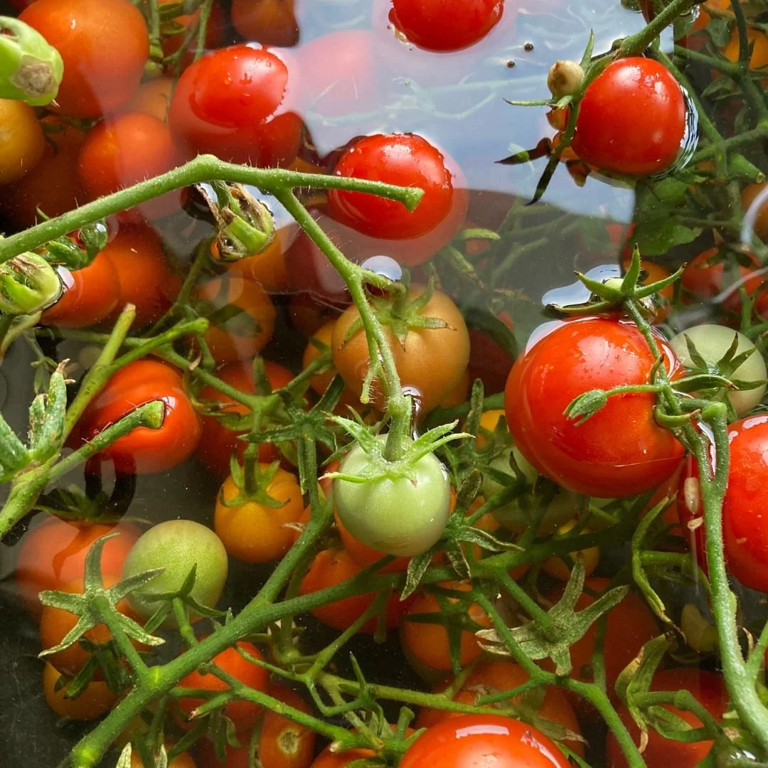 The Vineyard Bears Fruit!