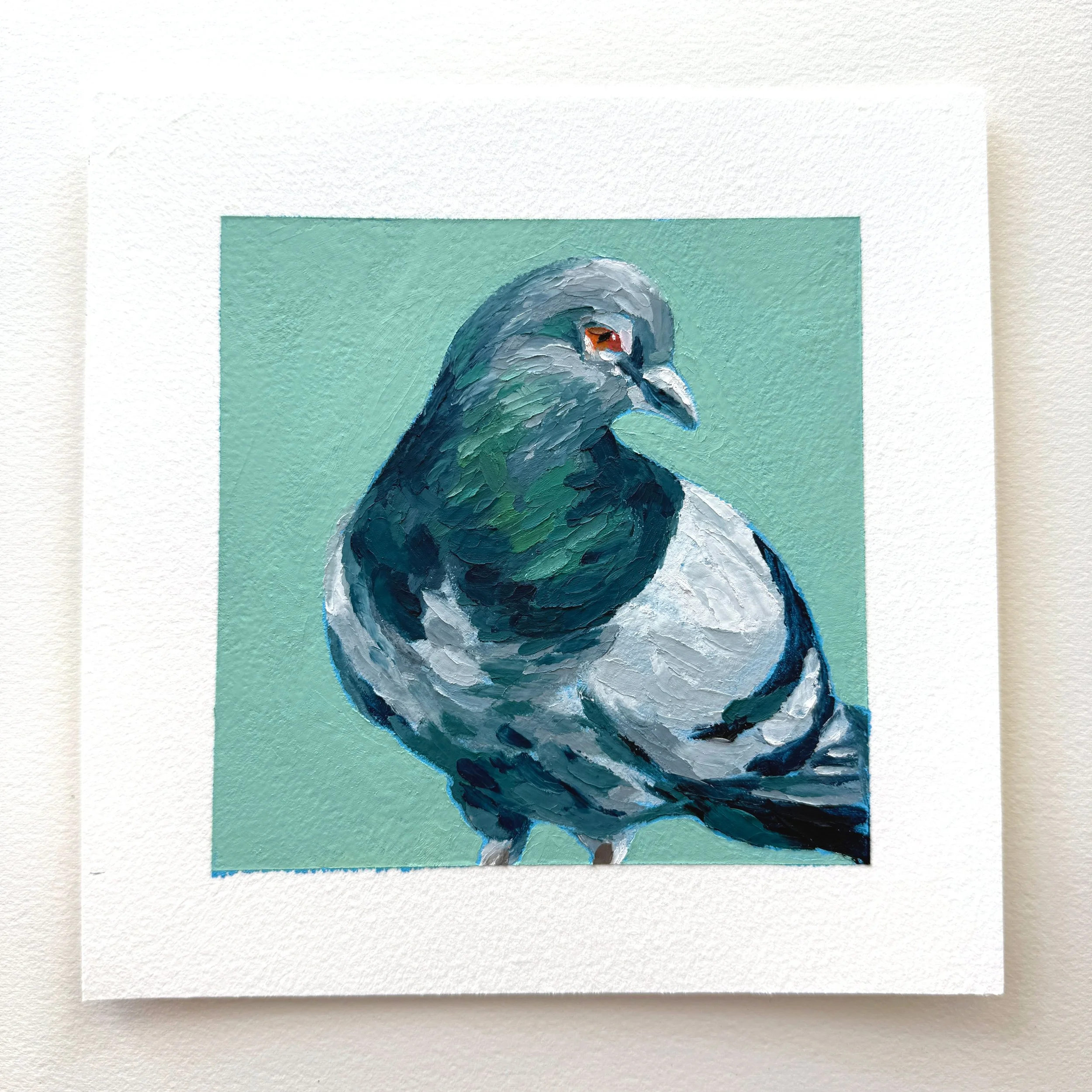 Pigeon.jpg